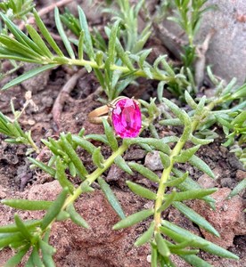 Anillo de turmalina rosa de laboratorio personalizado, anillo de piedras preciosas genuinas para compromiso o regalo, anillo de piedras preciosas de turmalina Rosa hecho a mano - Product Image 4