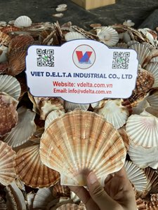 CONCHAS DE VIEIRA NATURALES, DECORACIÓN DE CONCHAS MARINAS DE PRIMERA CALIDAD, PROVEEDOR AL POR MAYOR - Product Image 5