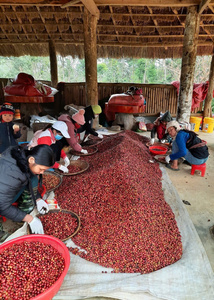 Neutral Organic Arabica - <b>Robusta</b> Green <b>Coffee</b> <b>Beans</b> High Quality Unroasted From Dak Lak Vietnam OEM/ODM Export Wholesale - Product Image 6