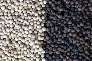 Granos de pimienta negra de Vietnam de alta calidad a granel 500gl 550gl 100% Natural al mejor precio procesamiento crudo - Product Image 5