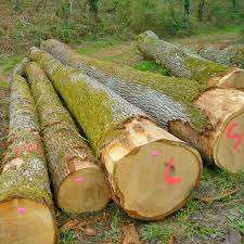 Grumes de chêne blanc pour terrasses, contreplaqué et parquet - Product Image 4