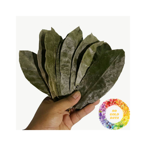 Natural Vietnam Dried Soursop Leaf Clean Dried Soursop Leaf For Herbal <b>Tea</b> Making Dried Soursop Leaf Bulk Export Supply - Product Image 1