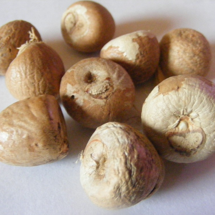 Сушеный цельный орех areca для экспорта/вьетнамский сушеный разделенный орех betel хорошего качества для экспорта с завода по самой низкой цене