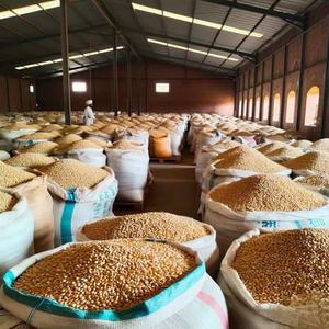 Maíz dulce blanco OMG orgánico de la mejor calidad, maíz amarillo de estilo seco para alimentación animal, embalaje personalizado a los mejores precios - Product Image 1