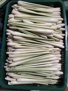 Hoja y tallo de hierba de limón congelados de alta calidad procesados por IQF en Vietnam para una distribución global confiable - Product Image 2