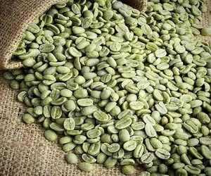 Cao Cấp Tươi Cà Phê Arabic Và Robusta Cà Phê Số Lượng Lớn Bán Buôn Hương Thơm Phong Phú Và Hương Vị Tự Nhiên 100% Robusta/Arabica Hạt Cà Phê - Product Image 4