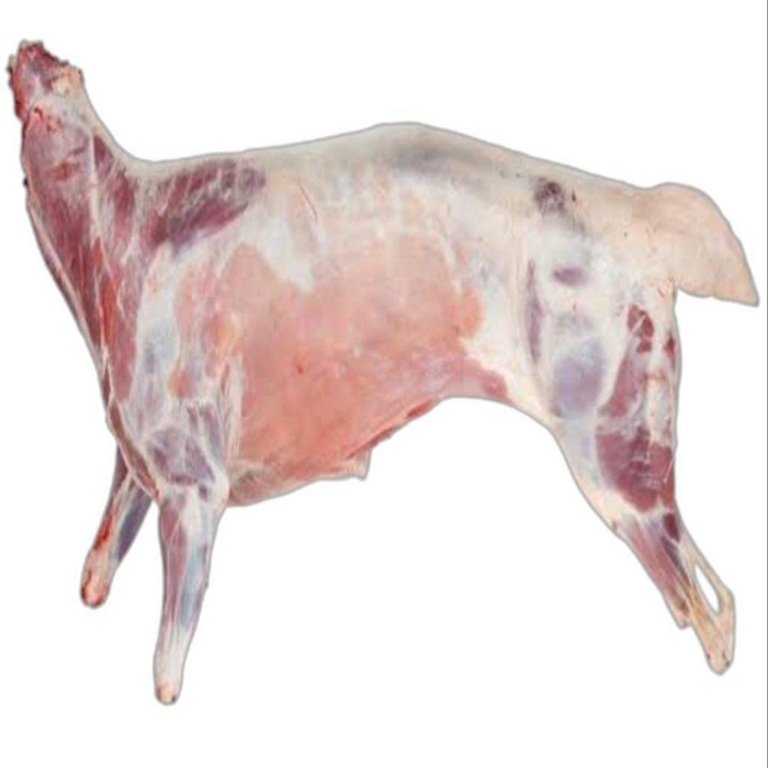 CARCAÇA FRESCA DE CARNE DE MOVEL/CARCA DE CARNE DE CORDEIRO de Cabra, pronta para a exportação