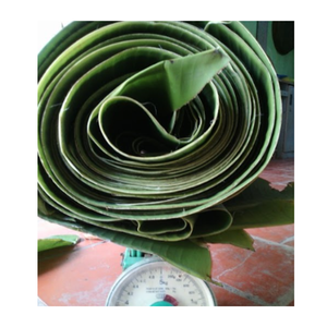 High Quality <b>Fresh</b> <b>Banana</b> Leaf From Vietnam Professional Supplier Offering Export Standard Dried Style-Wholesale - Product Image 1