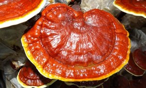 Hongo Lingzhi Seco (Ganoderma Lucidum) para Té de Hierbas y Procesamiento - Product Image 2