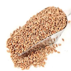 Top Quality Pure Organic Whole Wheat Grains For Sale At Cheapest Wholesale Price