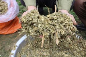 Silage de Maíz Fermentado Ecológico al por Mayor a Granel de Alta Calidad para Alimentación de Ganado en Pacas de 100 kg con Larga Vida Útil para Exportación - Product Image 2