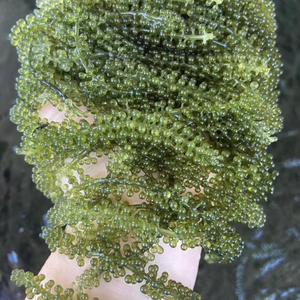 Material de Alga Marina de Uva de Mar de Grado Comercial para Decoración Profesional de Alimentos, Suministro Confiable desde Vietnam - Product Image 1