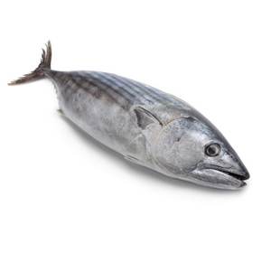 Atún aleta amarilla fresco congelado de primera calidad, compre ahora - Product Image 2