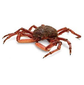 Cangrejo Araña Congelado Premium - Proveedor Mayorista de Cangrejo Araña - Product Image 2