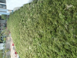 ผงสาหร่ายสีเขียวที่ขายดีที่สุดคุณภาพดีที่สุดปุ๋ยผงสาหร่ายไอริช Seamoss ผงสารสกัดจากสาหร่ายทะเลที่ผลิตในเวียดนาม - Product Image 2