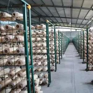 Système de culture de champignons multicouche pour l'agriculture verticale intérieure, étagères de culture intérieures pour shiitake, huîtres et reishi - Product Image 3