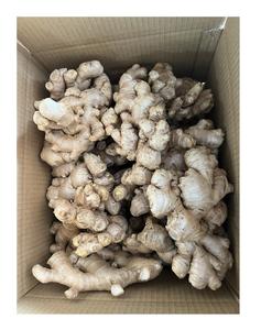 Jengibre fresco picante de calidad superior de Vietnam El mejor precio para uso alimentario Altamente con estándar de exportación - Product Image 1