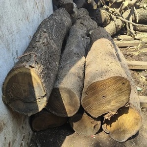 Livraison rapide Grumes d'acacia Mangium à usage industriel Acheter du bois de qualité supérieure à prix de gros spécial - Product Image 4