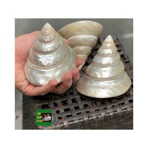 Ngọc Trai Tự Nhiên Cua Biển Hình Nón Vỏ Sang Trọng Trắng Đánh Bóng Ngọc Trai Trochus <span class=keywords><strong>Cone</strong></span> Vỏ Tháp Hình Dạng Conch <span class=keywords><strong>Seashell</strong></span> Hot Mục Trang Trí - Product Image 1
