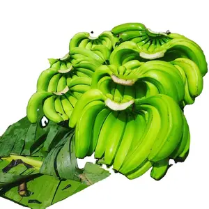 Banane Cavendish/banane tropicale verte couleur organique de style OEM