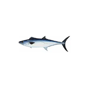 Premium frozen fresh Yellowfin Tuna fish order now / Hot sale Fish Frozen yellowfin tuna