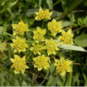Poudre de racine de Bupleurum (Chai <span class=keywords><strong>Hu</strong></span>) à base de plantes chinoises, extrait de racine de Bupleurum, saikosaponines - Product Image 1