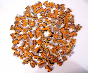 Par de cabujones de jaspe de abejorro Natural de alta calidad, piedras preciosas de cuarzo sueltas, proveedor de precios al por mayor de La India para la fabricación de joyas - Product Image 1