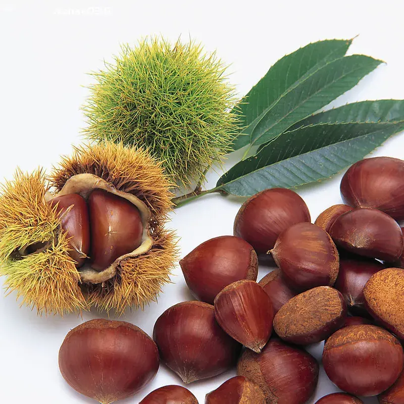 Vendita calda di castagne crude a basso prezzo disponibile