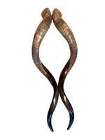 Cuerno de Shofar Hecho a Mano en Israel, Diseño Auténtico con Acabado Medio Pulido, Ideal para Ceremonias Religiosas y Colecciones