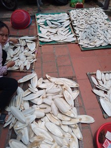 Origine du Vietnam prix de gros os de seiche séchés Os de seiche séché au soleil naturel approvisionnement en vrac quantité - Product Image 5