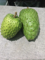 Hete Aanbieding Graviola Zuurzak Fruit/ Goedkoop Diepvries Zuurzak Fruit Mevr. Sophie