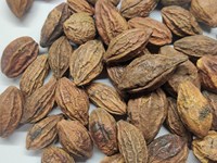 Terminalia Chebula Gele Bulk Leverancier-Apex Merk 24 Maanden Houdbaarheid Uit Rajasthan India Droge & Koele Opslag