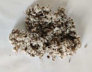 Hayvan yemi için toplu/pamuk tohumu öğünde satılık yüksek kaliteli % 100% saf pamuk tohumu kek satın alın - Product Image 6
