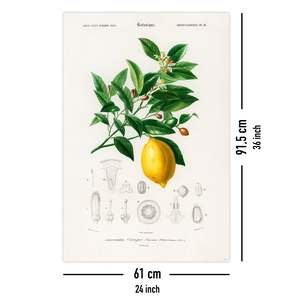 Charles Dessalines D'Orbigny's Citrus Limonium <b>Poster</b> Wall Decor Material - Product Image 5