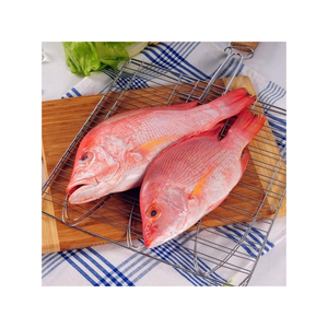 Pescado pargo rojo congelado de alta calidad, listo para venta al por mayor a distribuidores y minoristas - Product Image 5