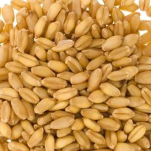 Farine de blé dur de qualité supérieure, qualité alimentaire brésilienne, conditionnée en sacs de 25 kg et 50 kg, prix compétitifs FOB et CIF - Product Image 2