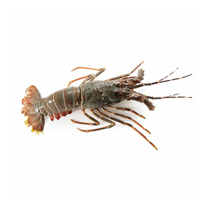 กุ้งบอย อาหารทะเล กุ้งมังกรสด - Product Image 4