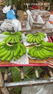 Vietnam Cavendish Bananes Saveur Douce Meilleur Prix de Gros pour l'Exportation - Product Image 5