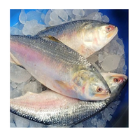 Poisson Hilsa congelé en gros - Fournisseur de fruits de mer Hilsa en vrac