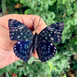 Especímenes de Mariposas Naturales de Alta Fidelidad al por Mayor, Grado de Investigación para Dueños de Mascotas - Product Image 3