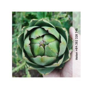 ALCACHOFA SECADA AL SOL 2024 Alcachofa seca Buen beneficio para la salud y el sistema inmunológico utilizado para hacer delicioso té Premium - Product Image 3