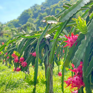 Deliciosa fruta de dragón fresca premium-100% fruta de dragón roja y blanca orgánica de Vietnam // Sra. Beatrix - Product Image 4