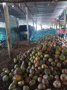 [VENTE CHAUDE 2025] COCOPEAT DE HAUTE QUALITÉ DU VIETNAM/100% NATUREL et BON PRIX pour VENTE/EXPORTATION - Product Image 5