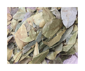 Oferta Especial: Hoja de Guanábana Seca 100% Natural, Procesada y Limpia, Exportación a Granel de un Fabricante Vietnamita Confiable - Product Image 4