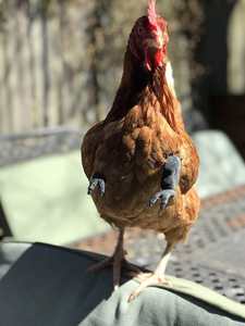 Juguete para Gatos de Plástico Ecológico con Forma de Brazo Divertido de Pollo, Imitación de Dinosaurio - Product Image 2