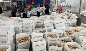 <b>Ginger</b> <b>Fresh</b> <b>Ginger</b> Export High Quality New Crop in Carton for Wholesale <b>Fresh</b> <b>Ginger</b> - Product Image 2