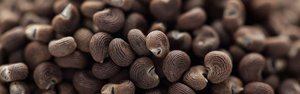 Extrait Absolu de Graines d'Ambrette – Musc Naturel Premium pour les Industries de la Parfumerie, des Cosmétiques et de l'Arômes - Product Image 3