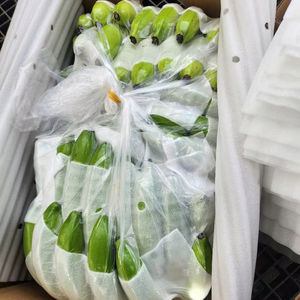 Plátanos Frescos, la Mejor Opción para Compradores de Qatar, Fruta Tropical de Vietnam por 99 Gold Data - Product Image 1