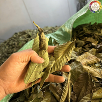 Feuilles de goyave séchées, matière durable, origine Vietnam, pour les ateliers de mélange de thé et les tâches d'aromatisation culinaire subtile