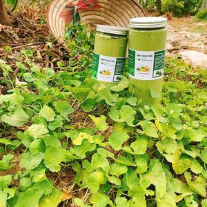 Polvo de gotu kola verde natural con textura suave de malla fina y alta pureza para exportación y distribución local - Product Image 1